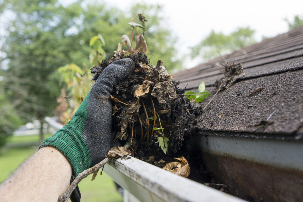 Professional gutter cleaning service removing leaves and debris from roof gutters in Newcastle